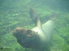 Sea Lion - Underwater Galapagos 2010 -DSCN5586